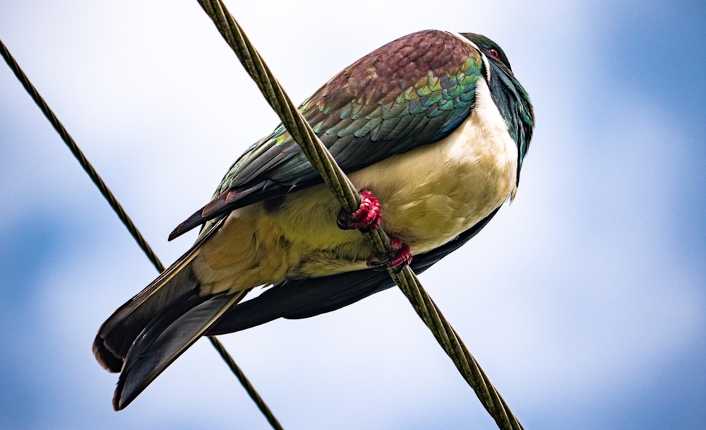 Un oiseau coloré assis au sommet d’une ligne électrique