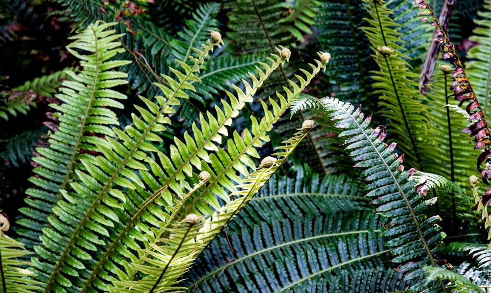 a close up of a bunch of green plants