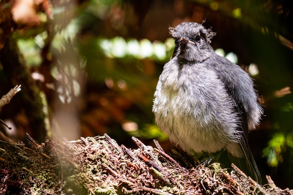 a bird sitting on top of a tree branch