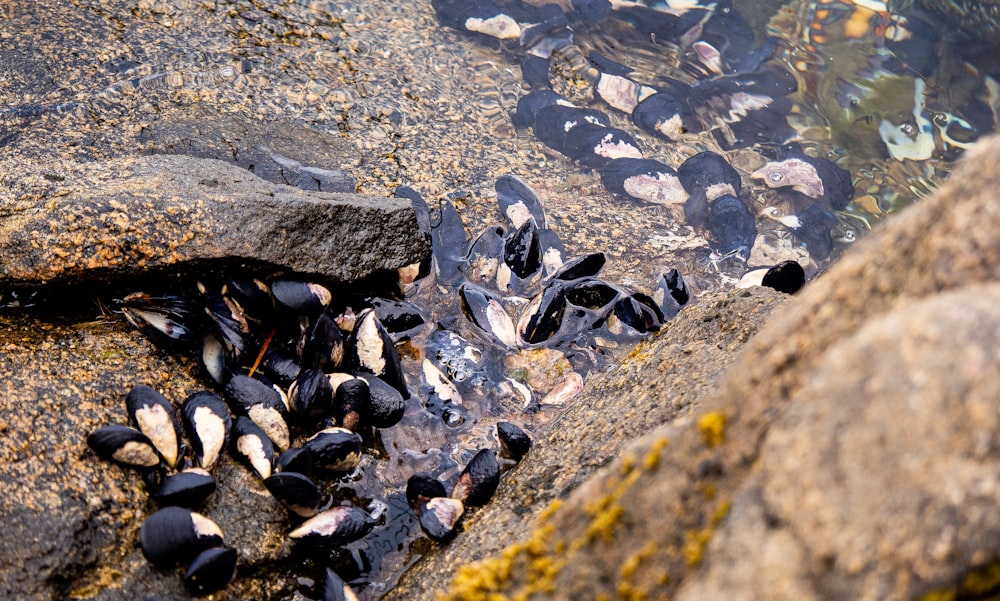 a group of mussels on a rock by the water