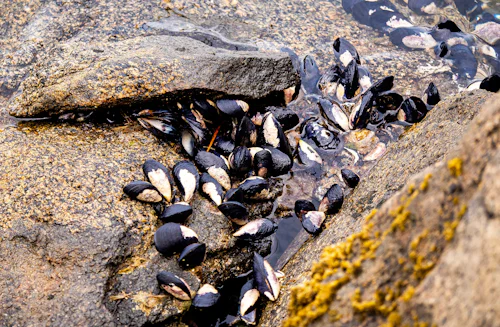 Green-lipped mussels