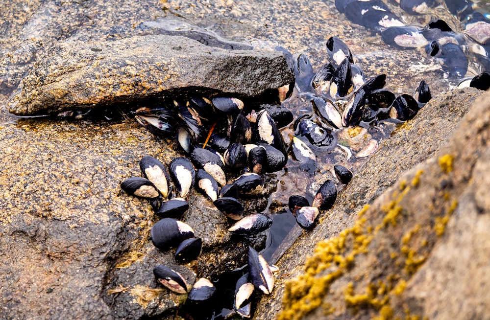a group of mussels on a rock in the water