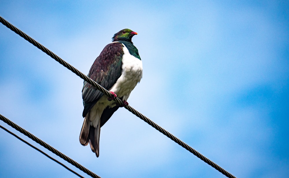 a bird sitting on a power line with a blue sky in the background