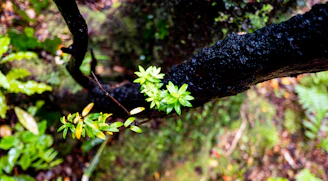 A sleek blackthorn branch against a dark green background symbolizing strength and growth.