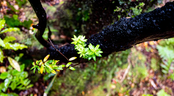 A sleek blackthorn branch against a dark green background symbolizing strength and growth.