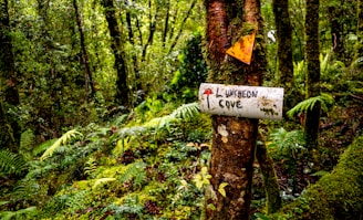 A map of Fern Valley with pins marking key story locations.