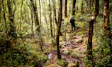 Rescuers navigating a dense forest during a search and rescue operation.