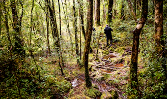 Volunteers from Vitalynx carefully navigating a dense forest during a search mission at dawn.