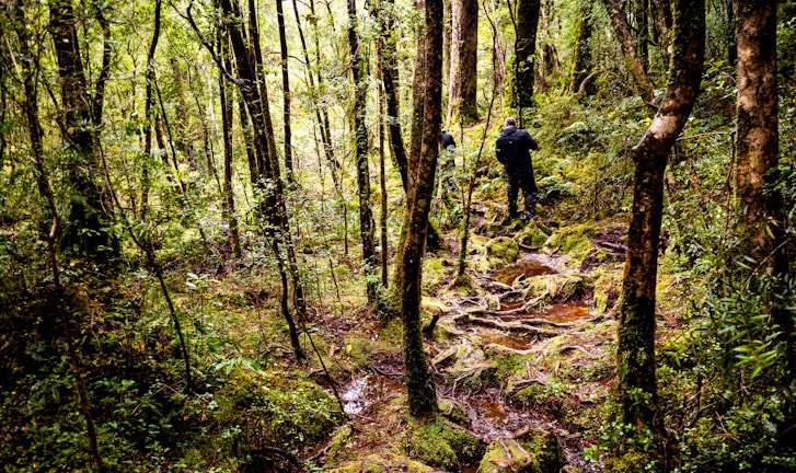 Rescuers navigating a dense forest during a search and rescue operation.