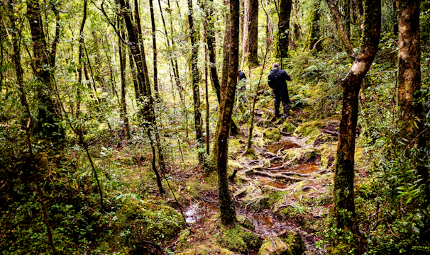 Volunteers from Vitalynx carefully navigating a dense forest during a search mission at dawn.