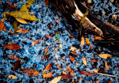 A close-up of a natural composition featuring vibrant blue and yellow hues intertwined with fallen autumn leaves. The arrangement includes a mix of small, pebbly textures with a piece of driftwood running through it. The bright blue substance resembles something organic, contrasting with the warm colors of the leaves.