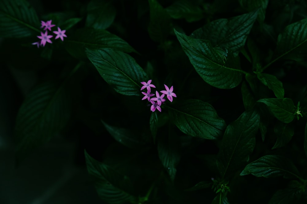 um grupo de flores roxas sentadas em cima de folhas verdes