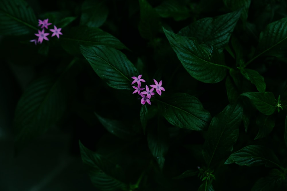 un gruppo di fiori viola seduti sopra le foglie verdi