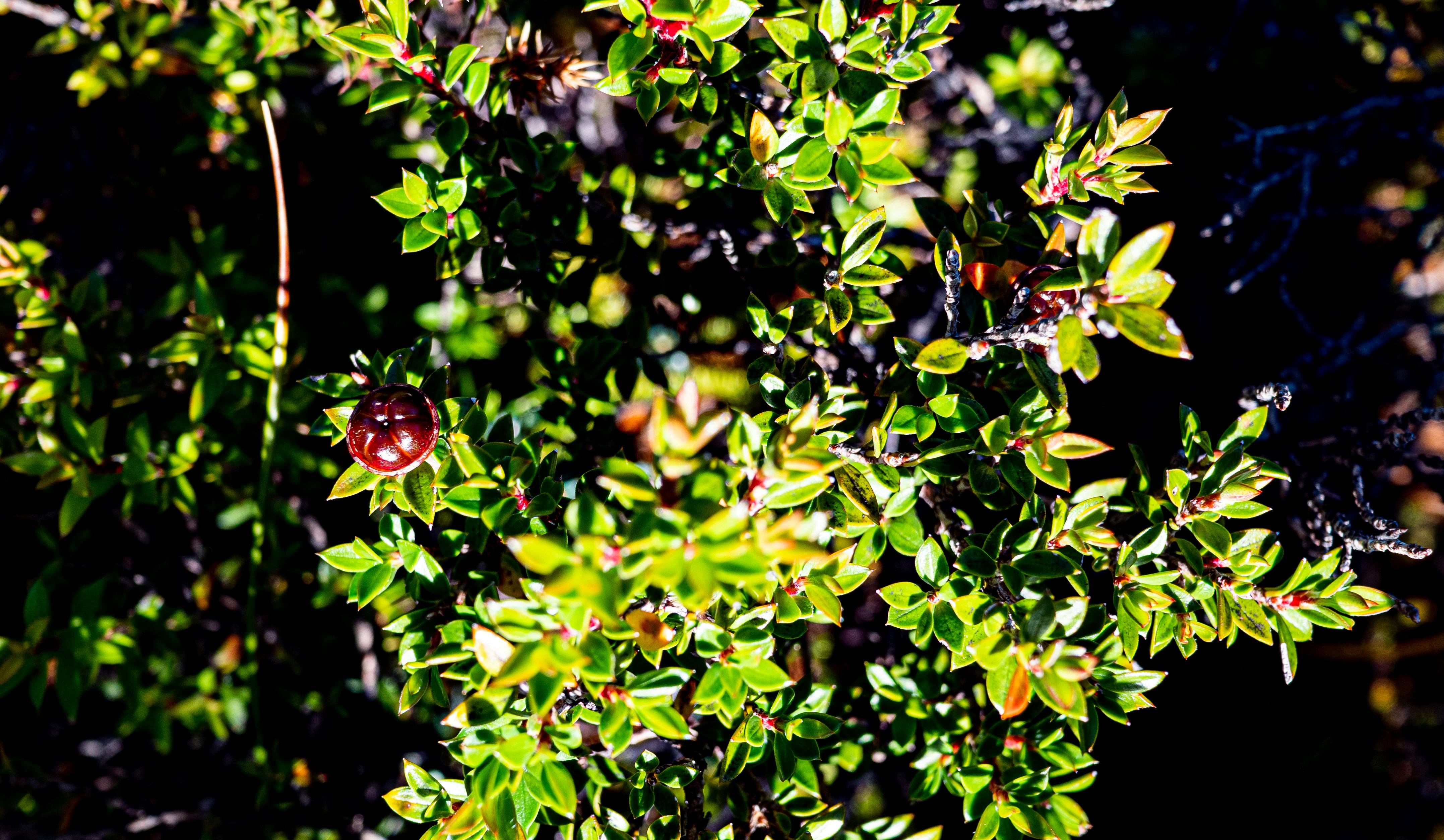 Photo by tototosia