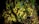 A dense, vibrant cluster of bright green moss with feathery textures covers a surface, creating a lush, organic pattern. The moss appears thick and healthy, illuminated by light, which highlights its rich textures and deep shades. Surrounding leaves and branches add to the natural setting.