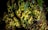A dense, vibrant cluster of bright green moss with feathery textures covers a surface, creating a lush, organic pattern. The moss appears thick and healthy, illuminated by light, which highlights its rich textures and deep shades. Surrounding leaves and branches add to the natural setting.
