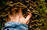 Close-up of hands gently touching moss-covered tree bark, symbolizing mindfulness.