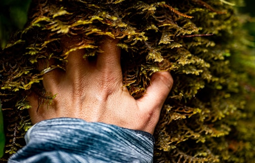 Hands joined together in a circle over a bed of green moss.