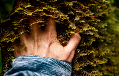 Close-up of hands gently touching moss-covered tree bark, symbolizing mindfulness.