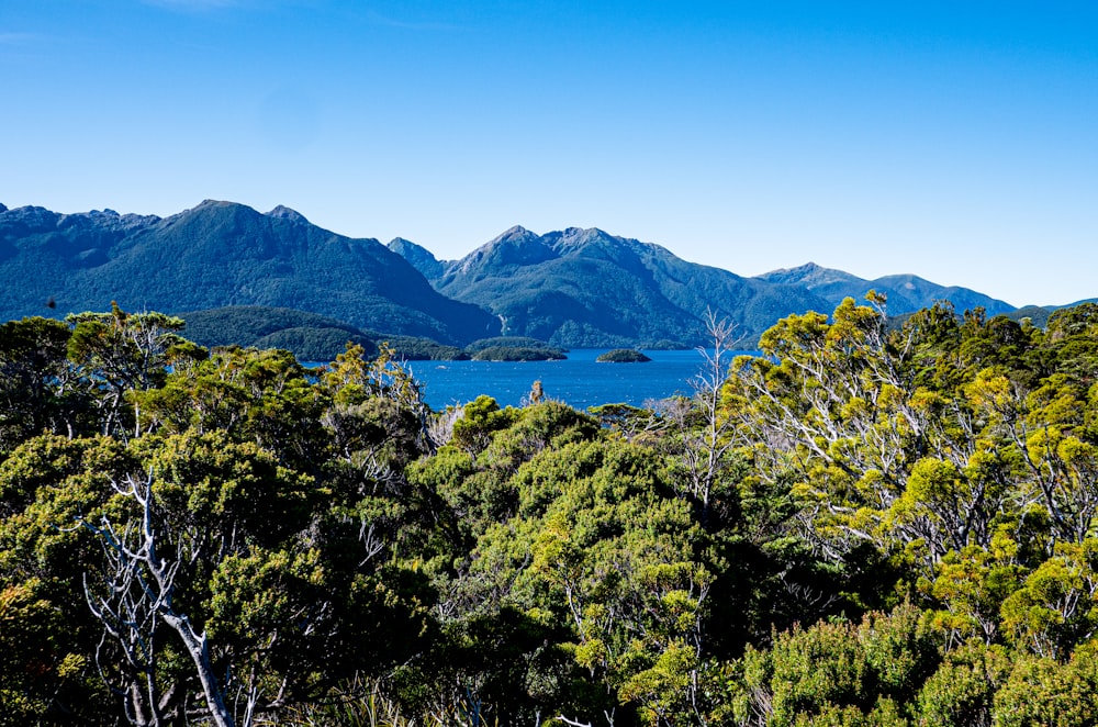 a scenic view of a lake surrounded by trees