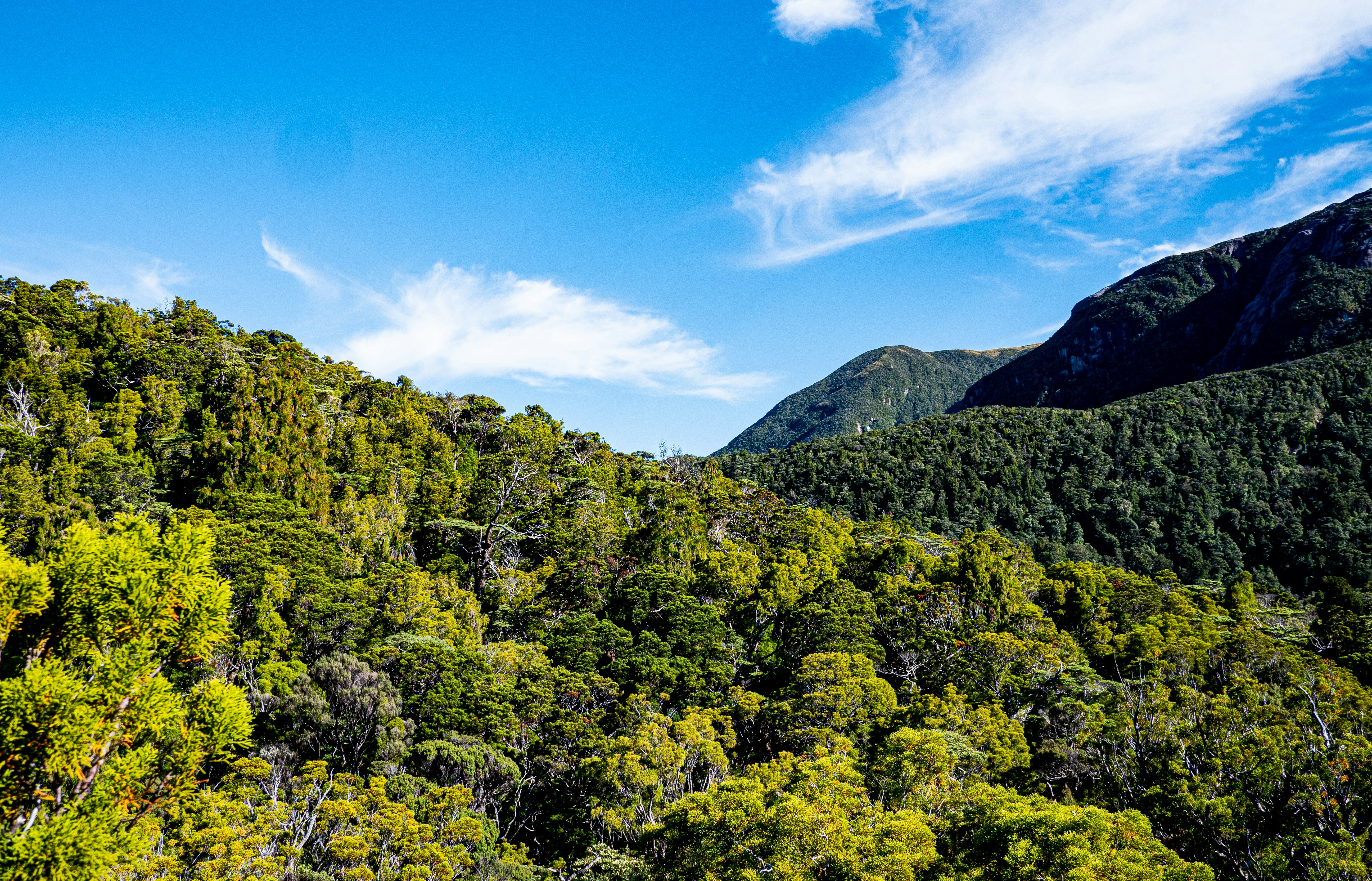 a lush green forest filled with lots of trees