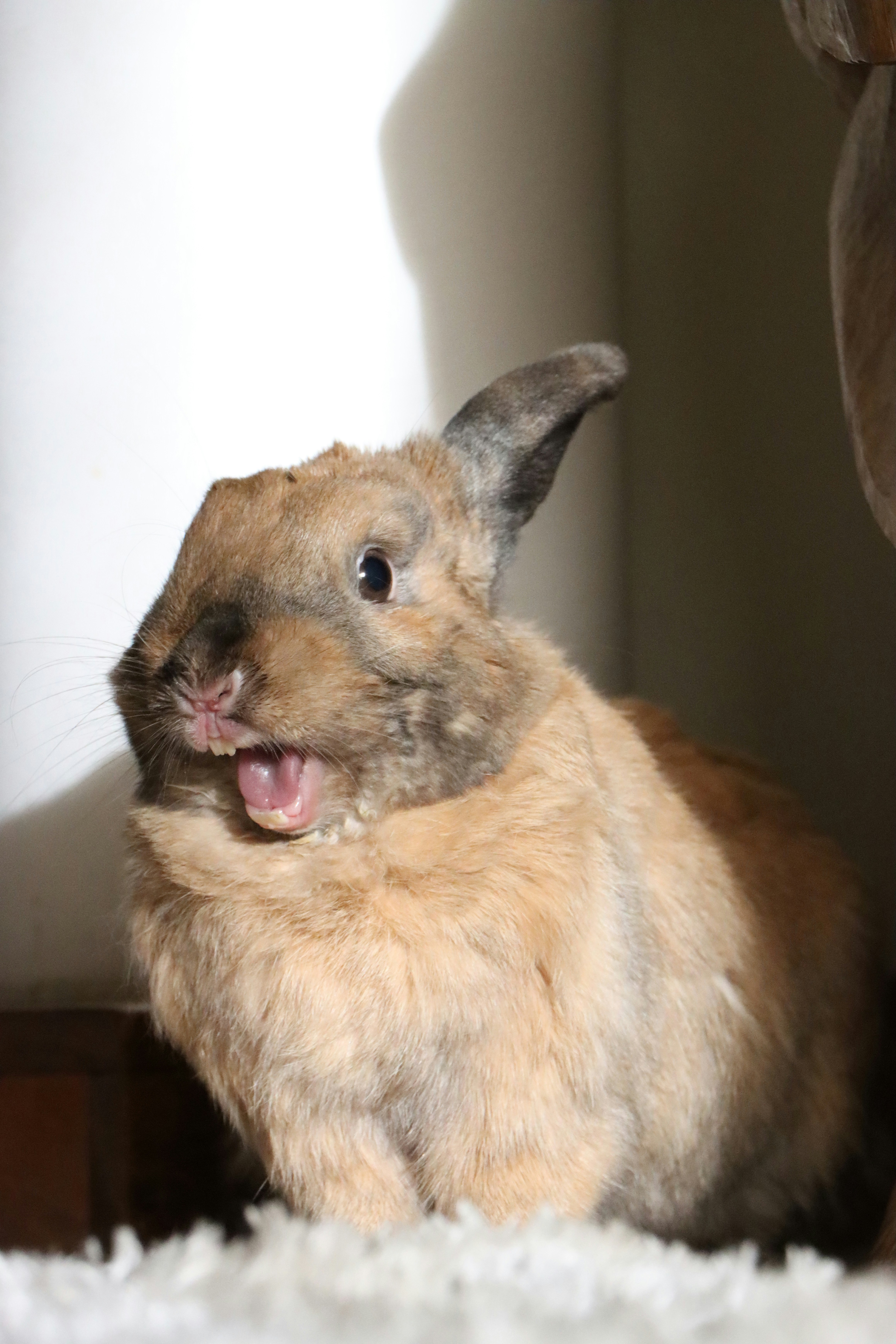 They Make Strange Honking and Grunting Noises (image credits: unsplash)