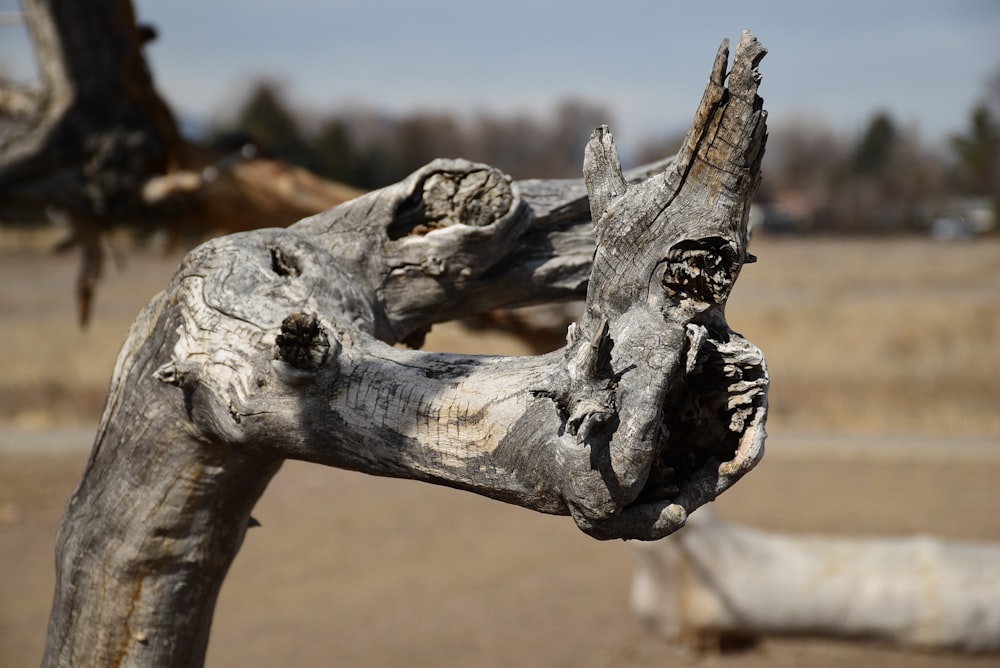 a close up of a piece of wood