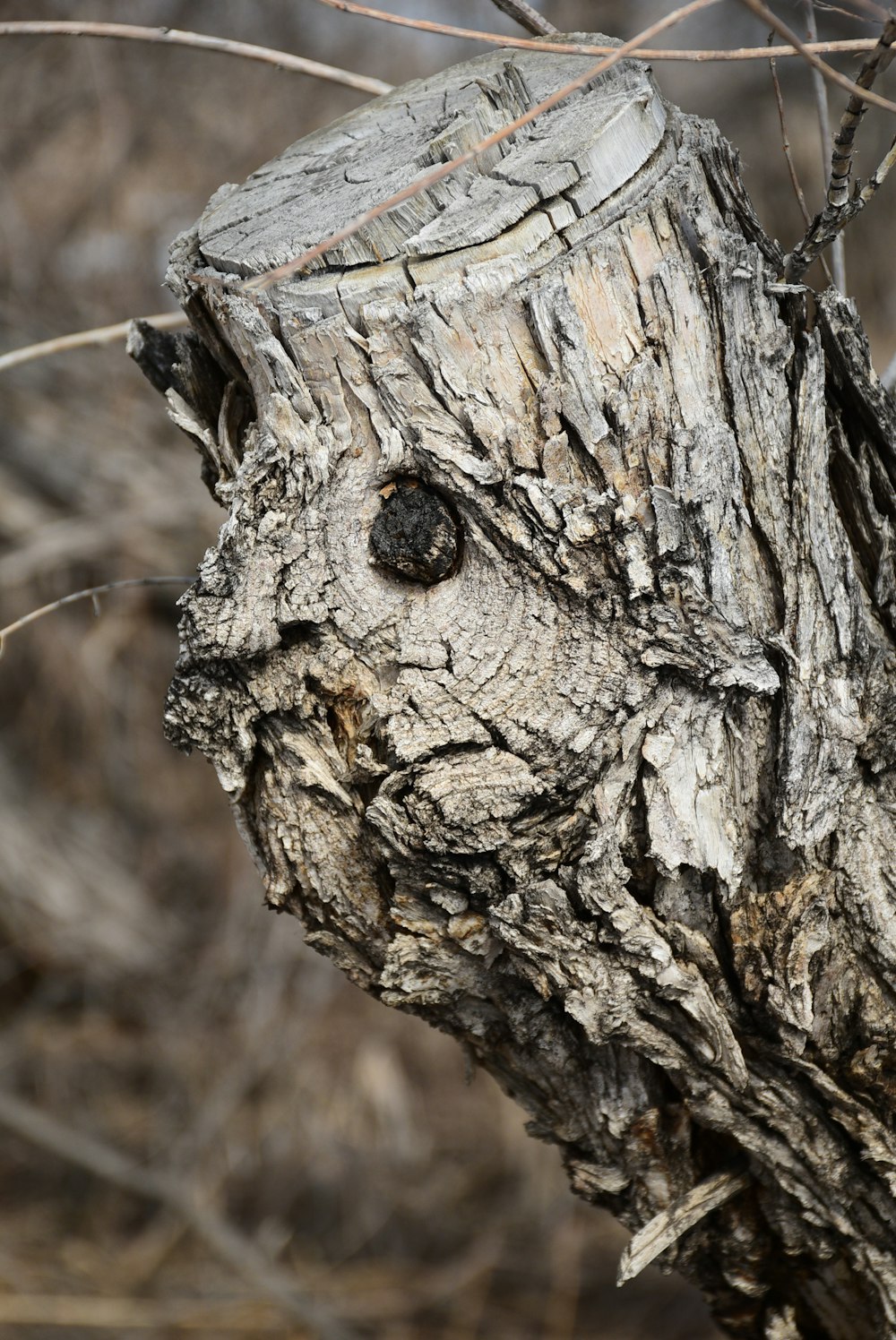 a close up of a tree trunk with a bird perched on it