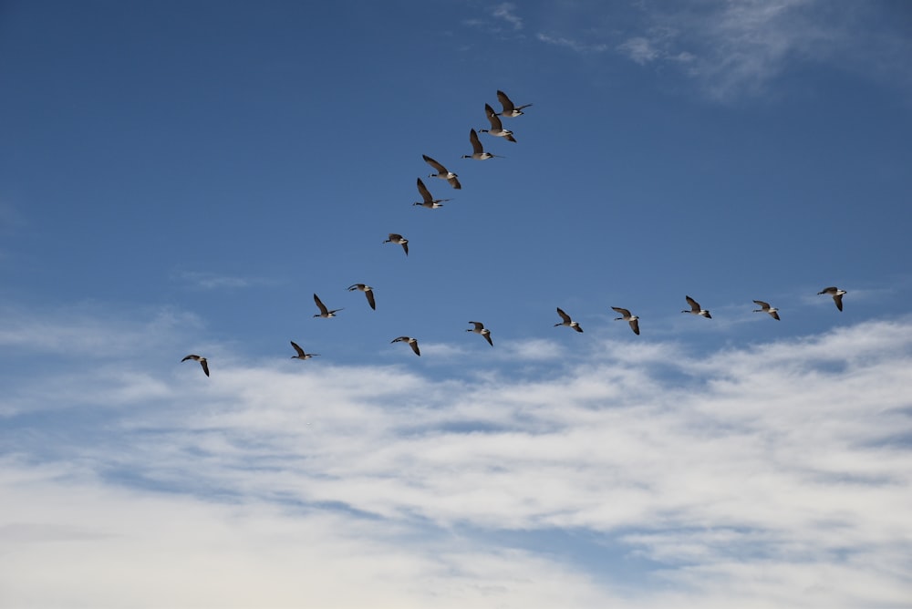 Una bandada de pájaros volando a través de un cielo azul