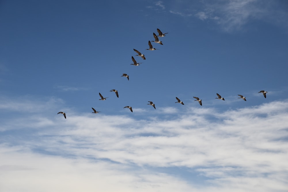 a flock of birds flying through a blue sky