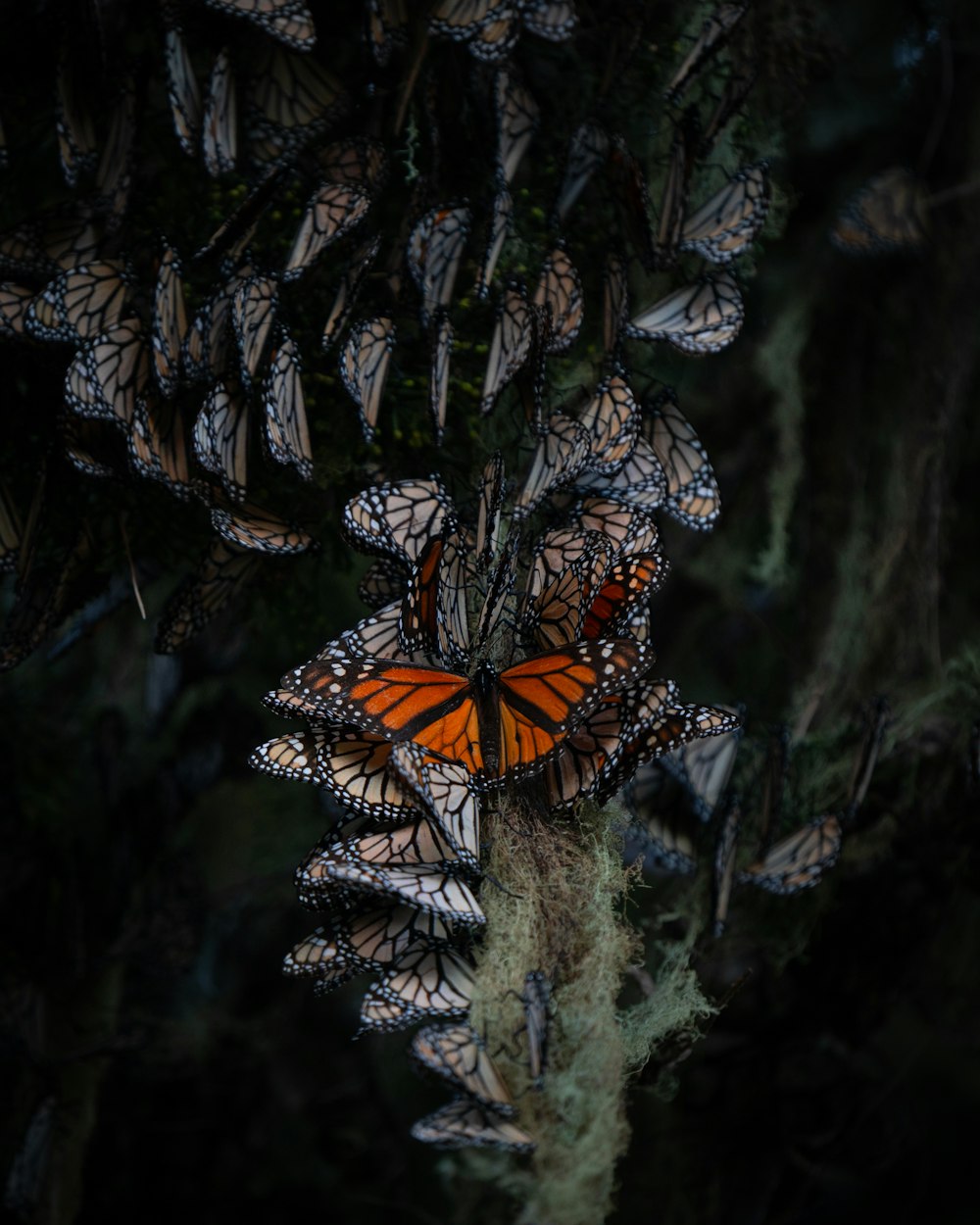 a group of butterflies that are on a tree