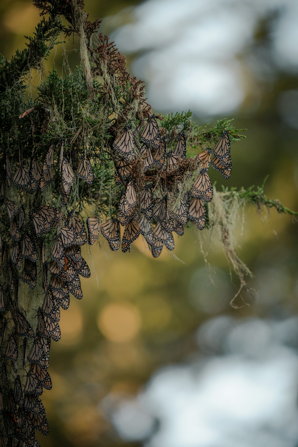 a bunch of butterflies hanging from a tree