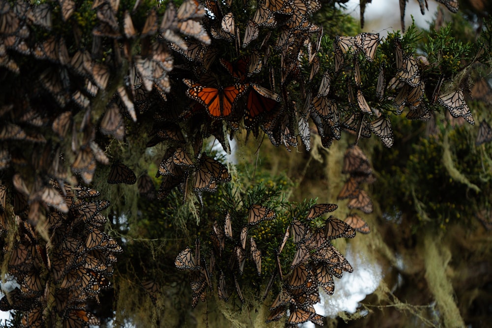 a bunch of butterflies that are hanging from a tree