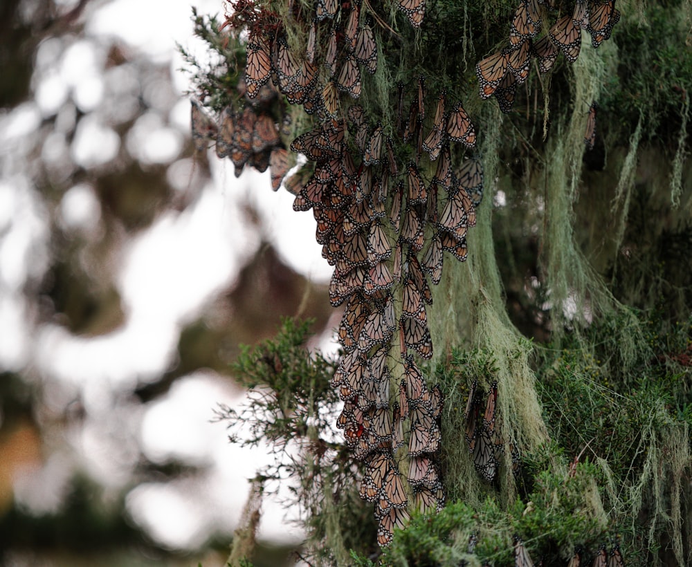 a bunch of butterflies hanging from a tree