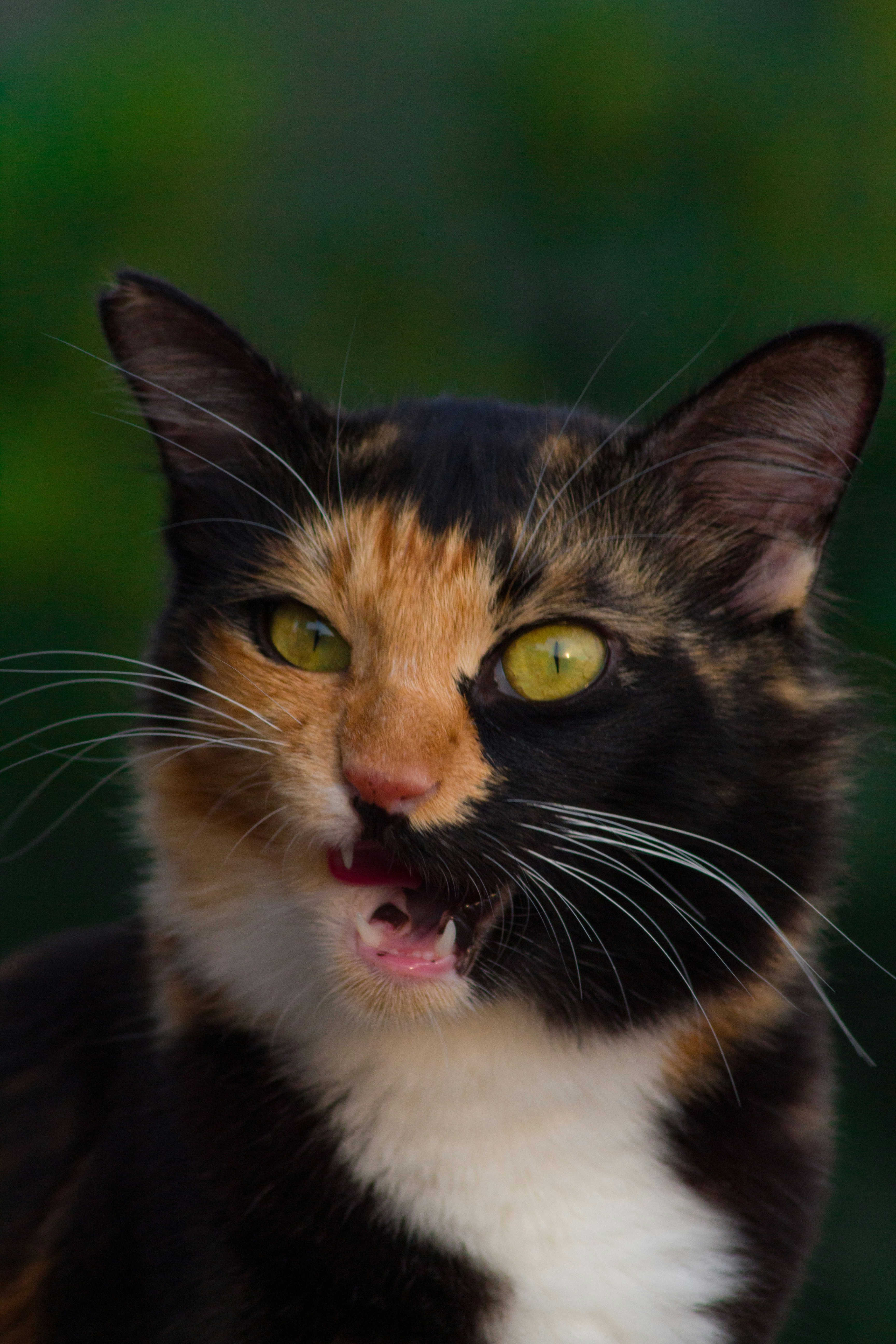 Three Distinct Species With Different Specializations (image credits: unsplash)