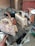 A collection of four stylish handbags placed on a rough wooden surface. They display a range of textures and colors, including snake print, zebra pattern, gold with embossed details, and black faux croc. The patterns and textures give off a luxurious and fashionable vibe.