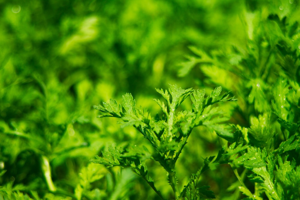 a close up of some green plants in a field