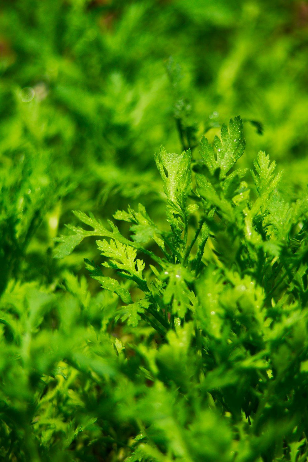 a close up of a plant with green leaves