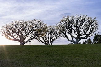 A landscape featuring three large trees with intricate, bare branches spread widely against a partly cloudy sky. The ground is a well-maintained grassy hill with a hint of sunlight peeking through from the left side, creating a serene atmosphere. A disc golf basket is visible among the trees, adding an element of recreational activity to the scene.