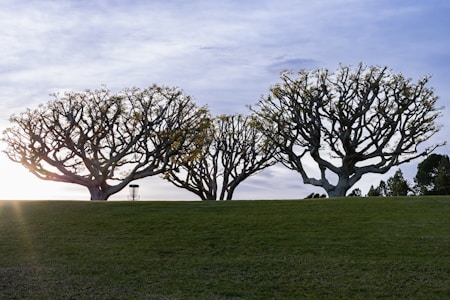 A landscape featuring three large trees with intricate, bare branches spread widely against a partly cloudy sky. The ground is a well-maintained grassy hill with a hint of sunlight peeking through from the left side, creating a serene atmosphere. A disc golf basket is visible among the trees, adding an element of recreational activity to the scene.