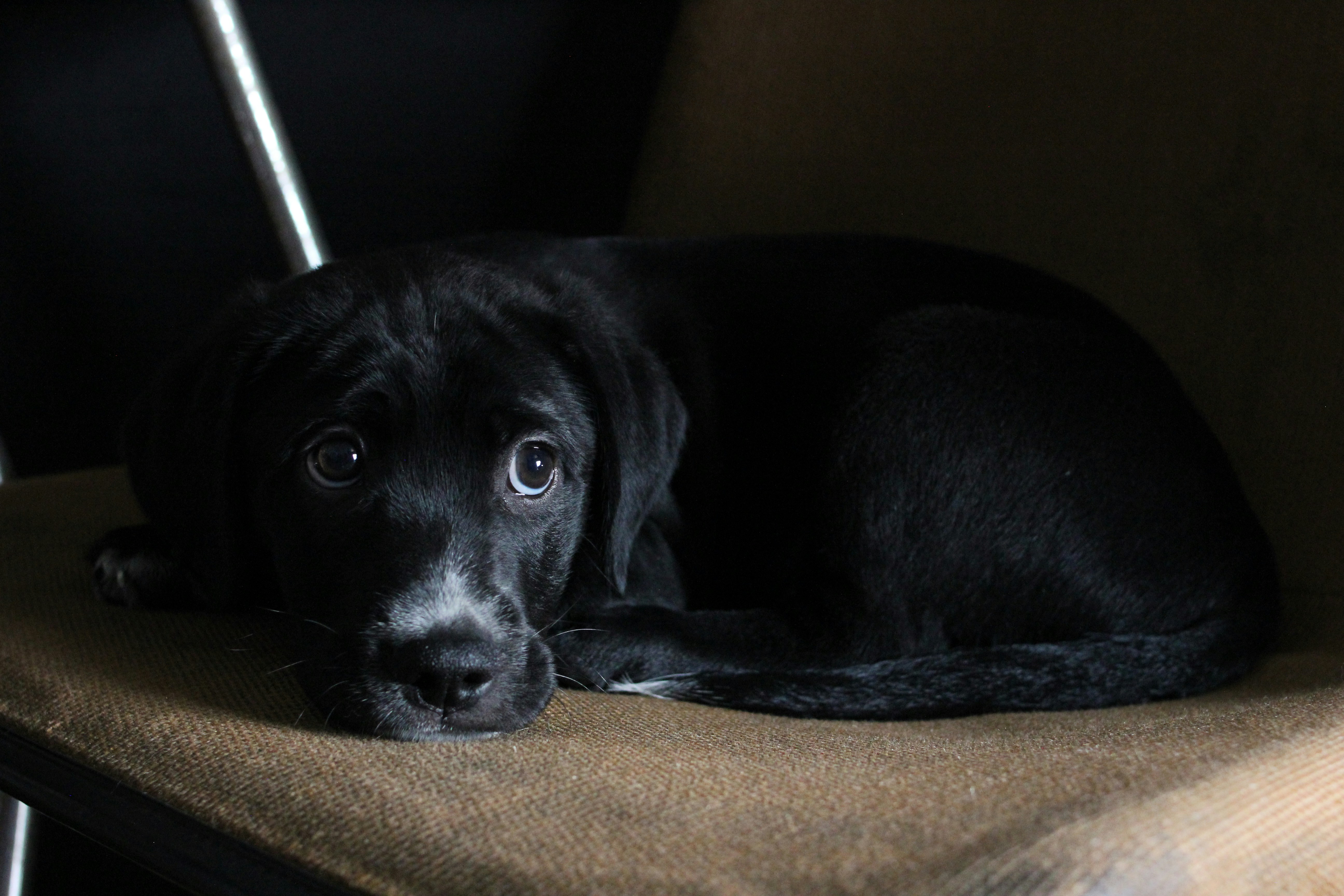 a black dog laying on top of a brown chair
