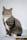 a cat sitting on top of a wooden table
