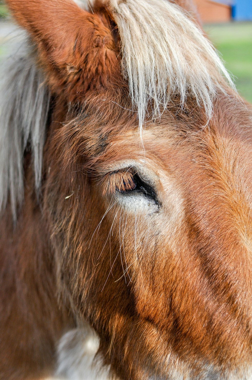 Un primer plano de un caballo marrón y blanco