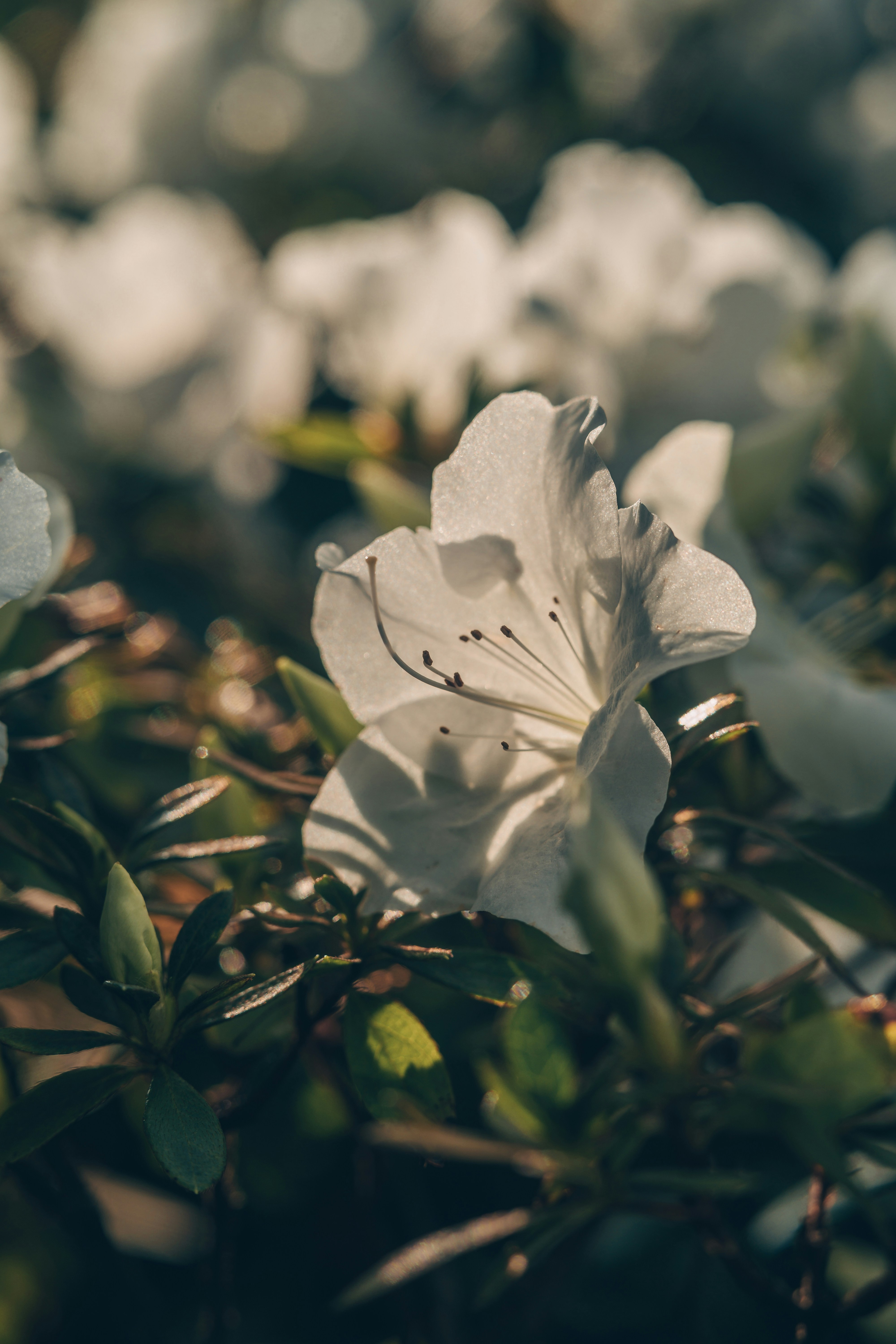 Photo by anamnesis33