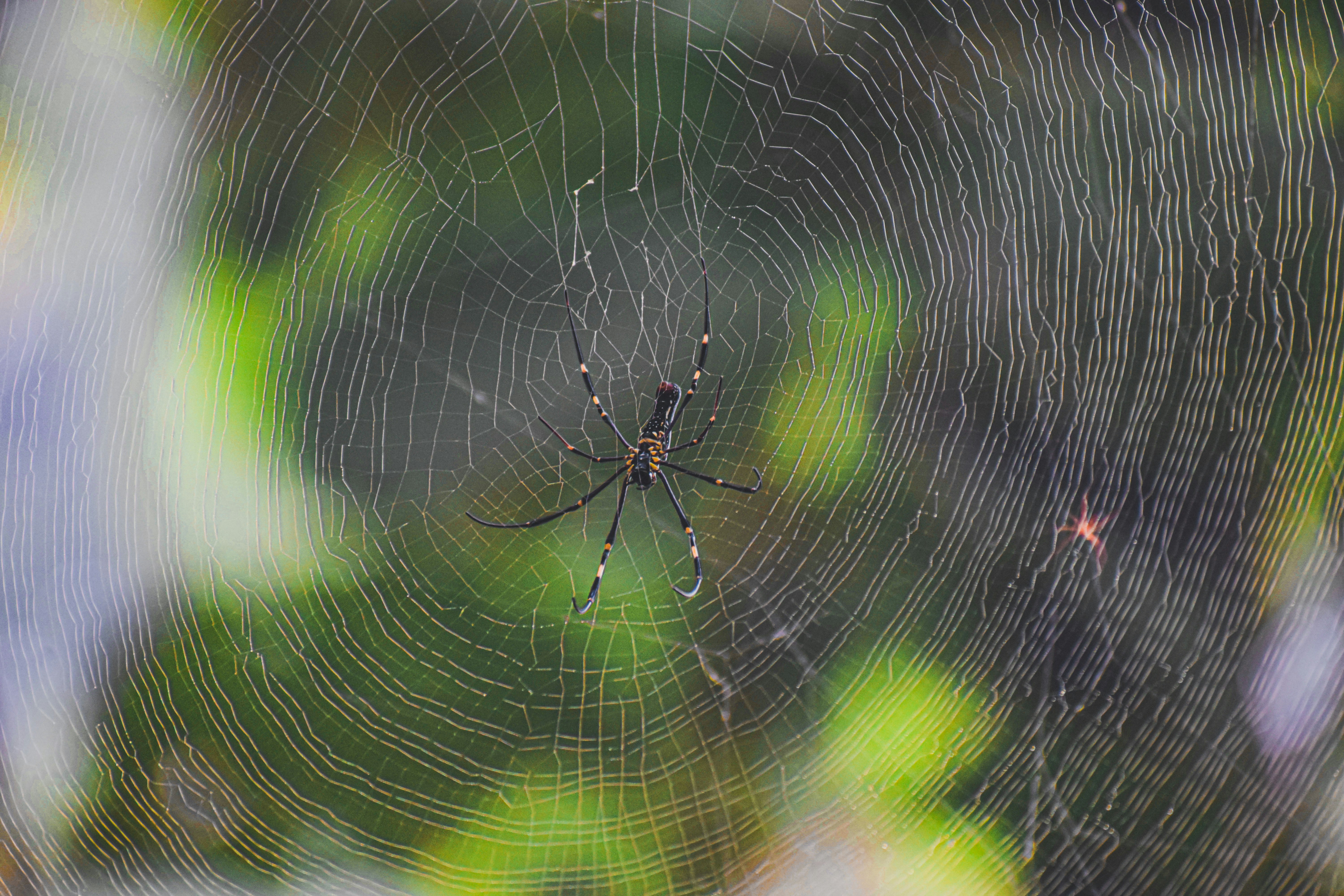 a spider sits on its web in the middle of a forest, Holding Up