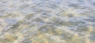 Rippling water with a mix of light reflections and gentle waves, creating a tranquil and calming effect.