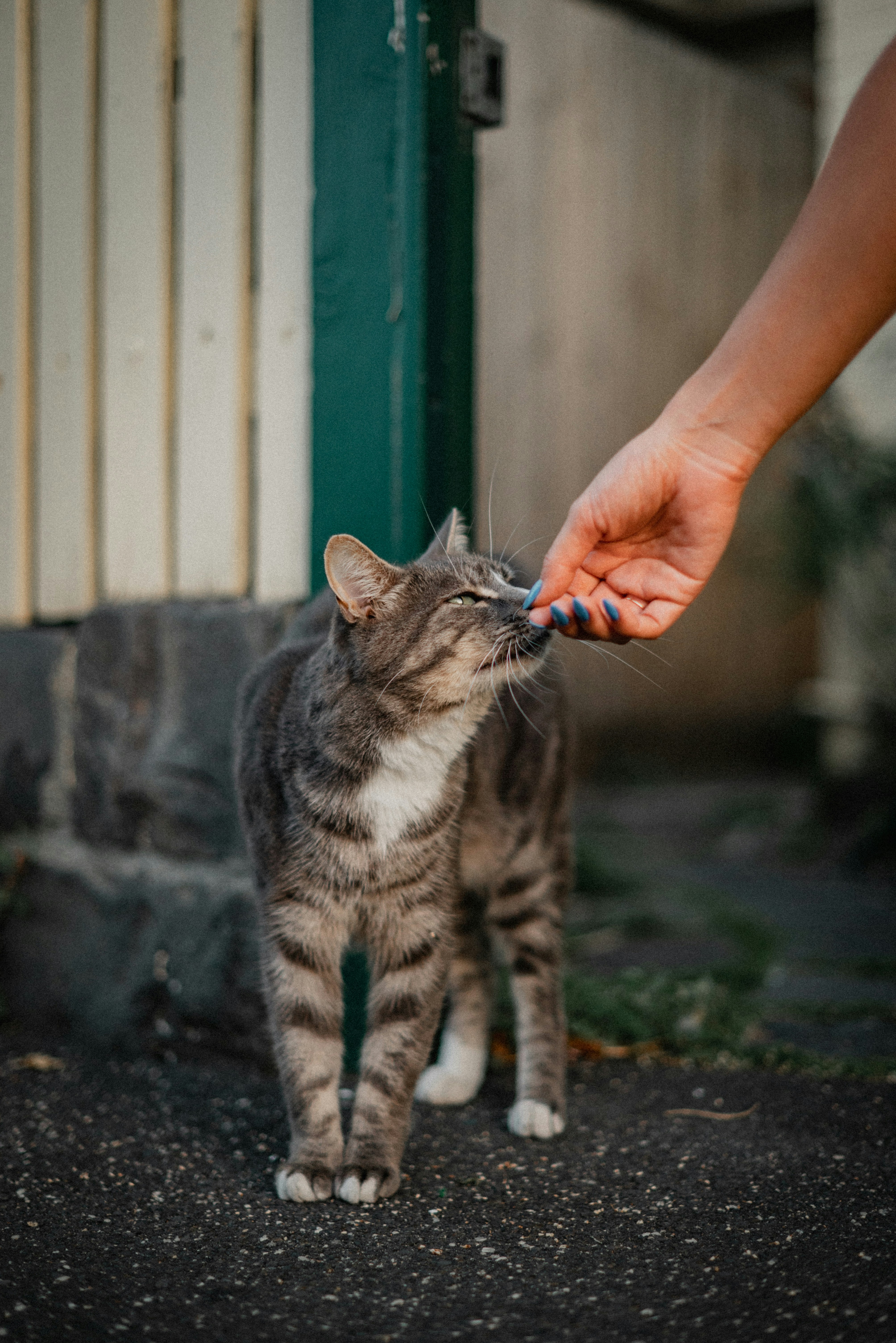 Great for First-Time Cat Owners (image credits: unsplash)
