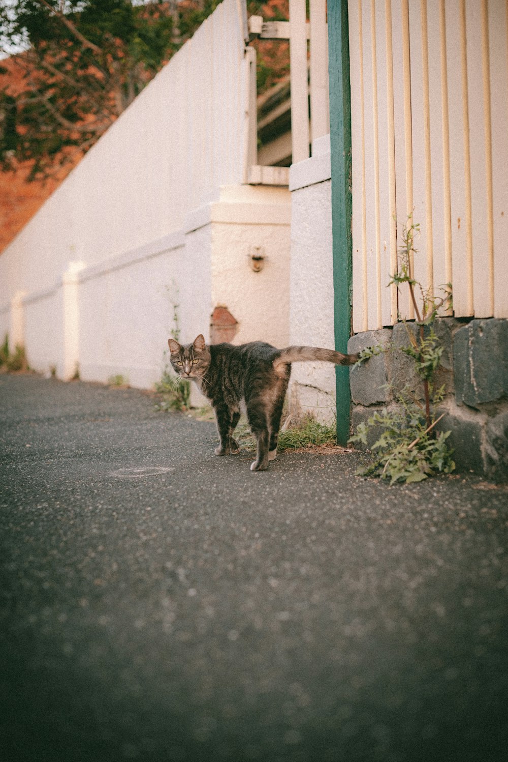 a cat walking down a street next to a building