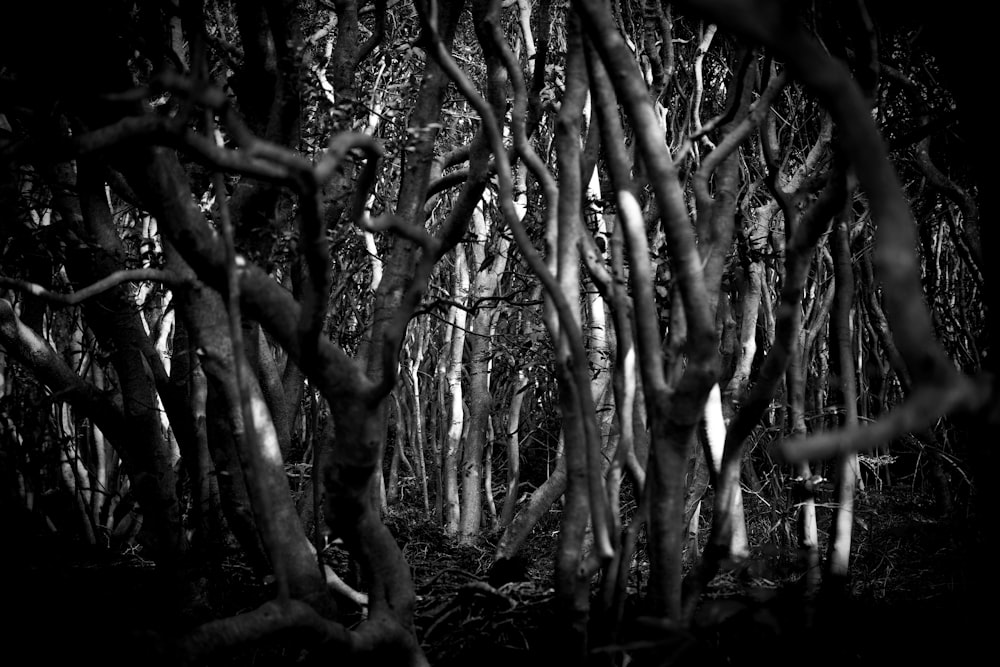 a black and white photo of a forest