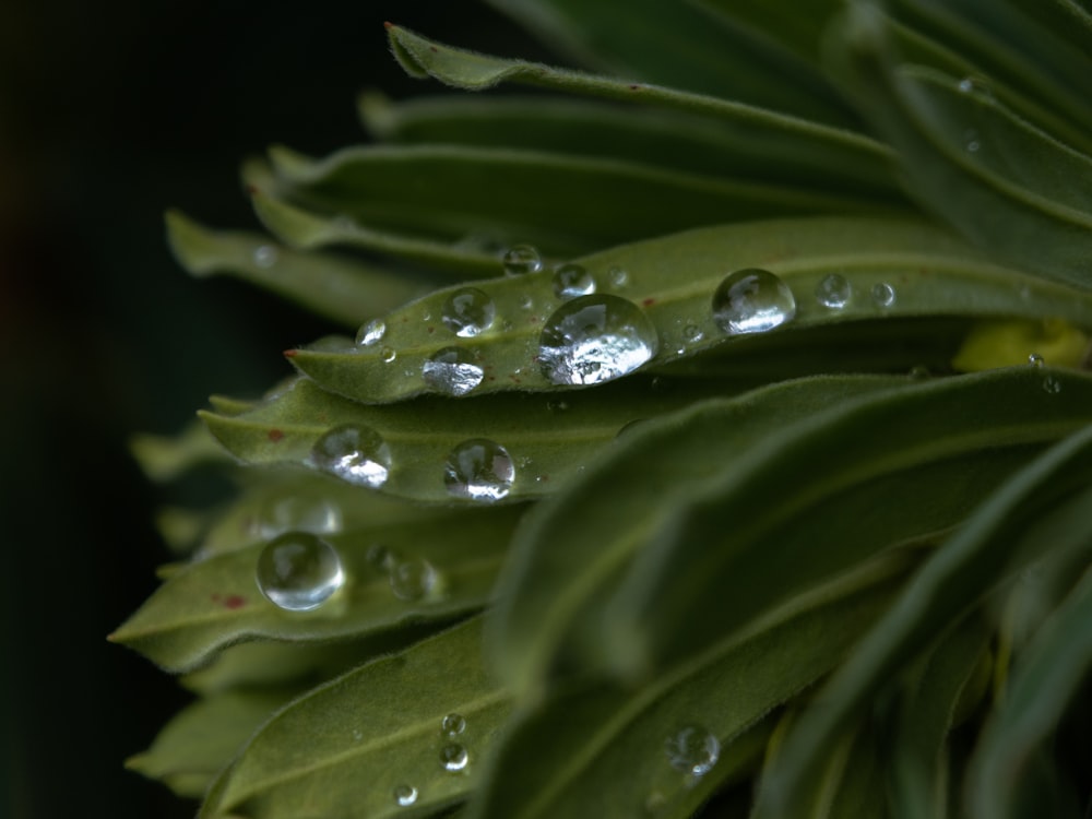 a close up of water droplets on a green plant